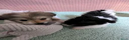 Bichón Habanero perros en venta: Machitos de bichon habanero - Anuncio 25