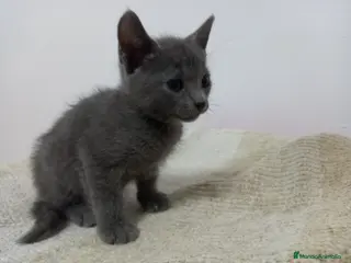 Azul Ruso gatos Venta de gatitos machito azul ruso - Anuncio 21