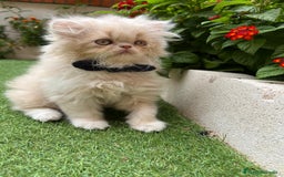 Británico de Pelo Largo gatos en venta: Hembra British Bicolor - Imagen 2