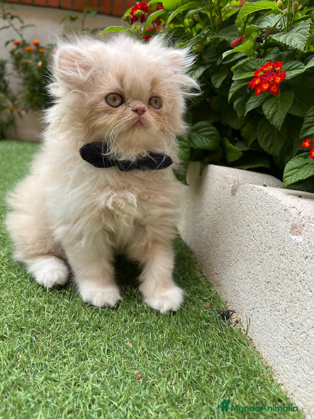 Británico de Pelo Largo gatos en venta: Hembra British Bicolor - Imagen 2