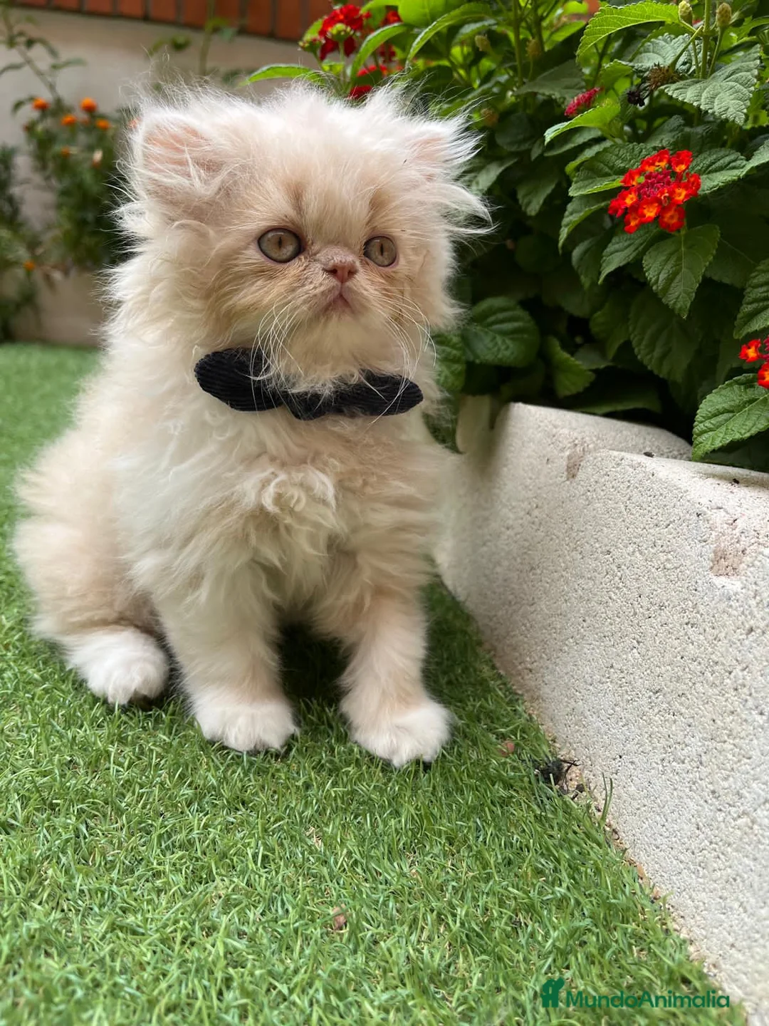 Británico de Pelo Largo gatos en venta: Hembra British Bicolor - Anuncio 2