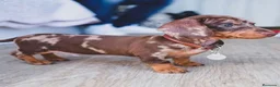 Teckel Miniatura perros en venta: teckel exoticos  - Anuncio 3