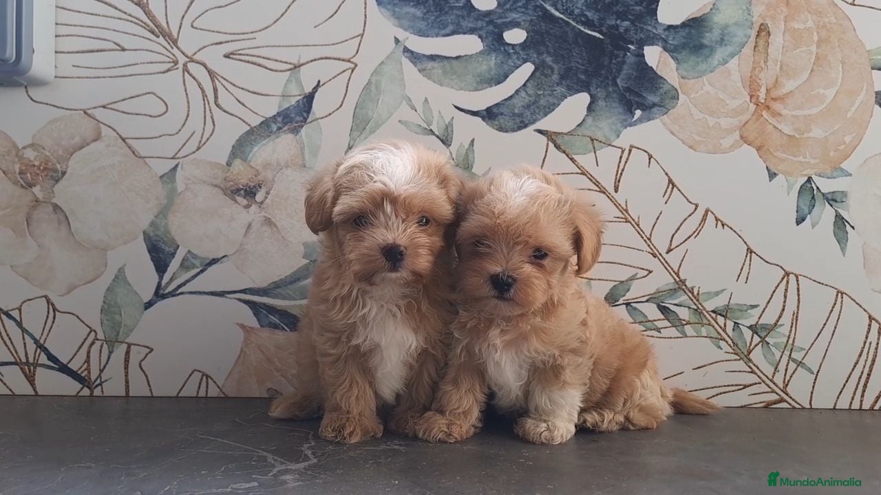 Maltipoo perros Cachorritos de Maltipoo Toy  - Anuncio 1