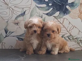 Maltipoo perros Cachorritos de Maltipoo Toy - Anuncio 1