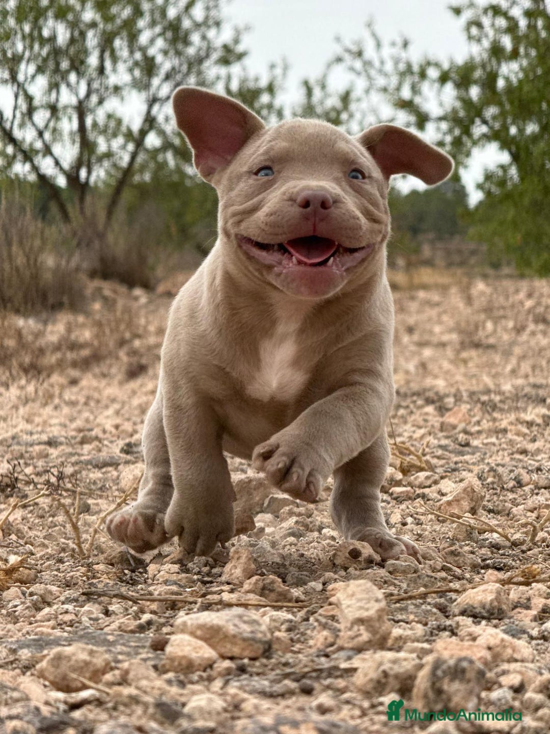 American Bully perros en venta: 💎🐾 CACHORROS AMERICAN BULLY – ¡LA MEJOR LÍNEA! - Imagen 6