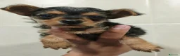 Raza Mixta perros en venta: Oportunidad Chorkie hembrita en Valladolid - Anuncio 10