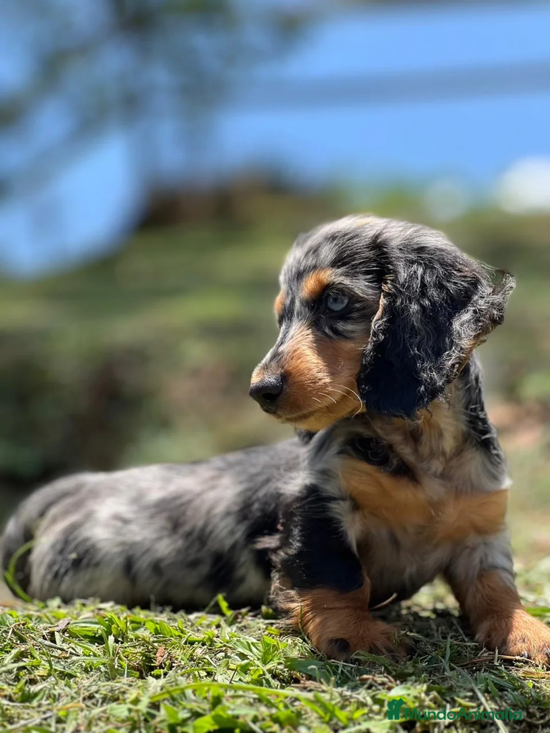 Teckel Miniatura perros en venta: TECKEL TODA ESPAÑA  - Anuncio 3