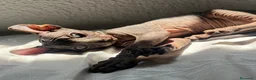 Sphynx gatos en venta: Elf 91 - Anuncio 5