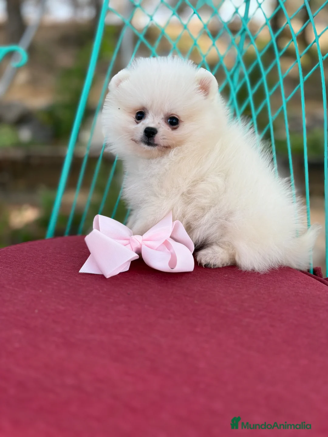 Pomerania perros en venta: Pomerania toy muy bonitos !   - Anuncio 1
