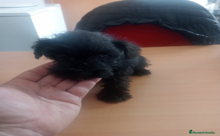 Schnauzer Miniatura perros - Anuncio 4