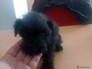 Schnauzer Miniatura perros - Anuncio 33