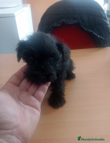 Schnauzer Miniatura perros - Anuncio 4