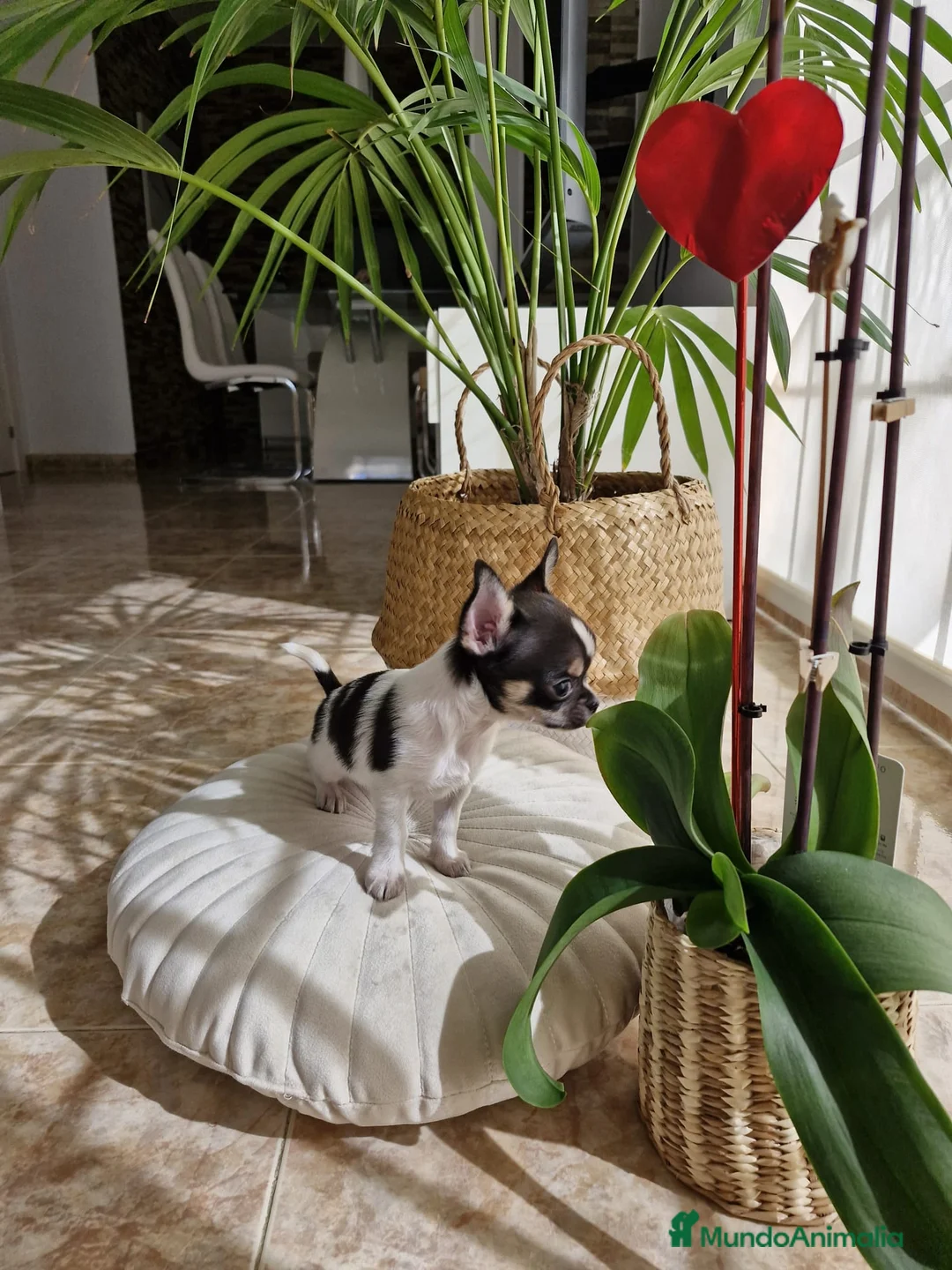 Chihuahua perros en venta: Chihuahuas miniaturas  en Barcelona - Anuncio 3