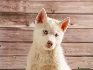 Husky Siberiano perros Husky Siberiano - cachorros - Anuncio 2
