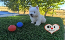 West Highland White Terrier perros en venta: Westy  - Imagen 2