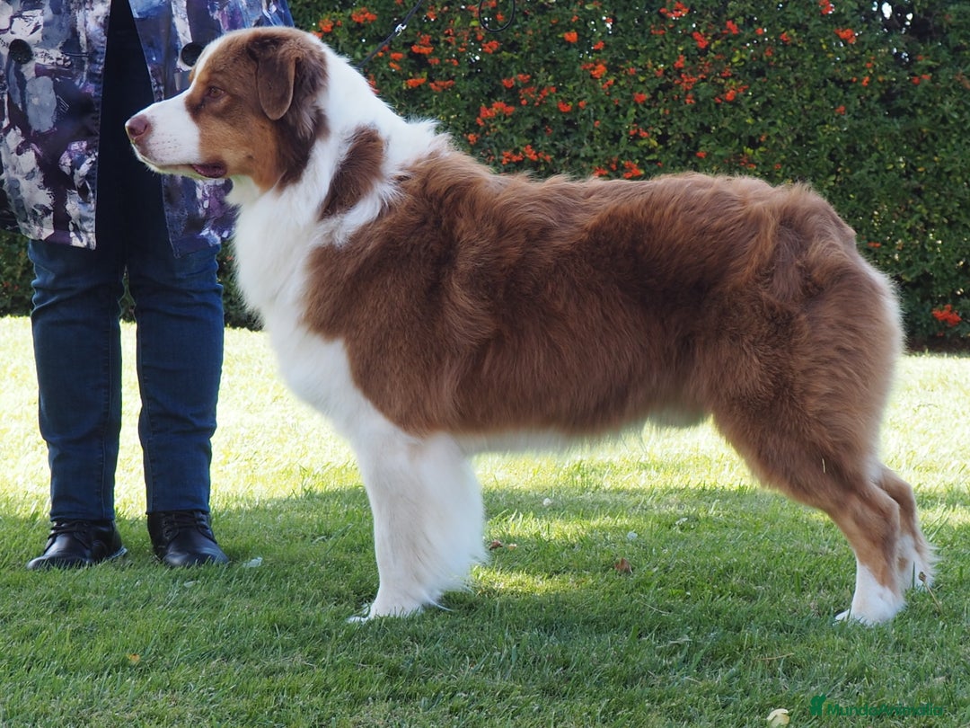 Pastor Australiano perros en venta: Espectacular camada de pastor Australiano. - Imagen 2