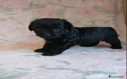 Yorkshire Terrier perros en venta: HEMBRA TOY YORKIE-POO  - Imagen 2
