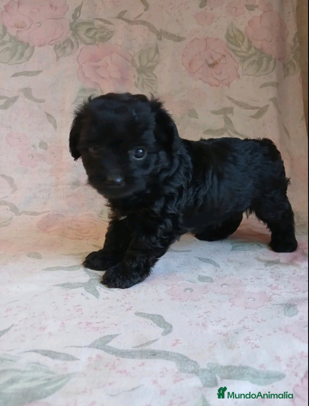 Yorkshire Terrier perros en venta: HEMBRA TOY YORKIE-POO  - Imagen 2
