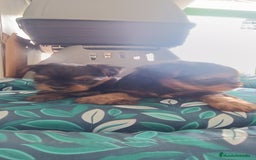 Yorkshire Terrier perros en venta: CACHORROS YORKSHIRE  - Anuncio 7