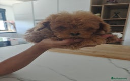 Caniche Toy perros en venta: Caniche Toy excelente  - Imagen 10