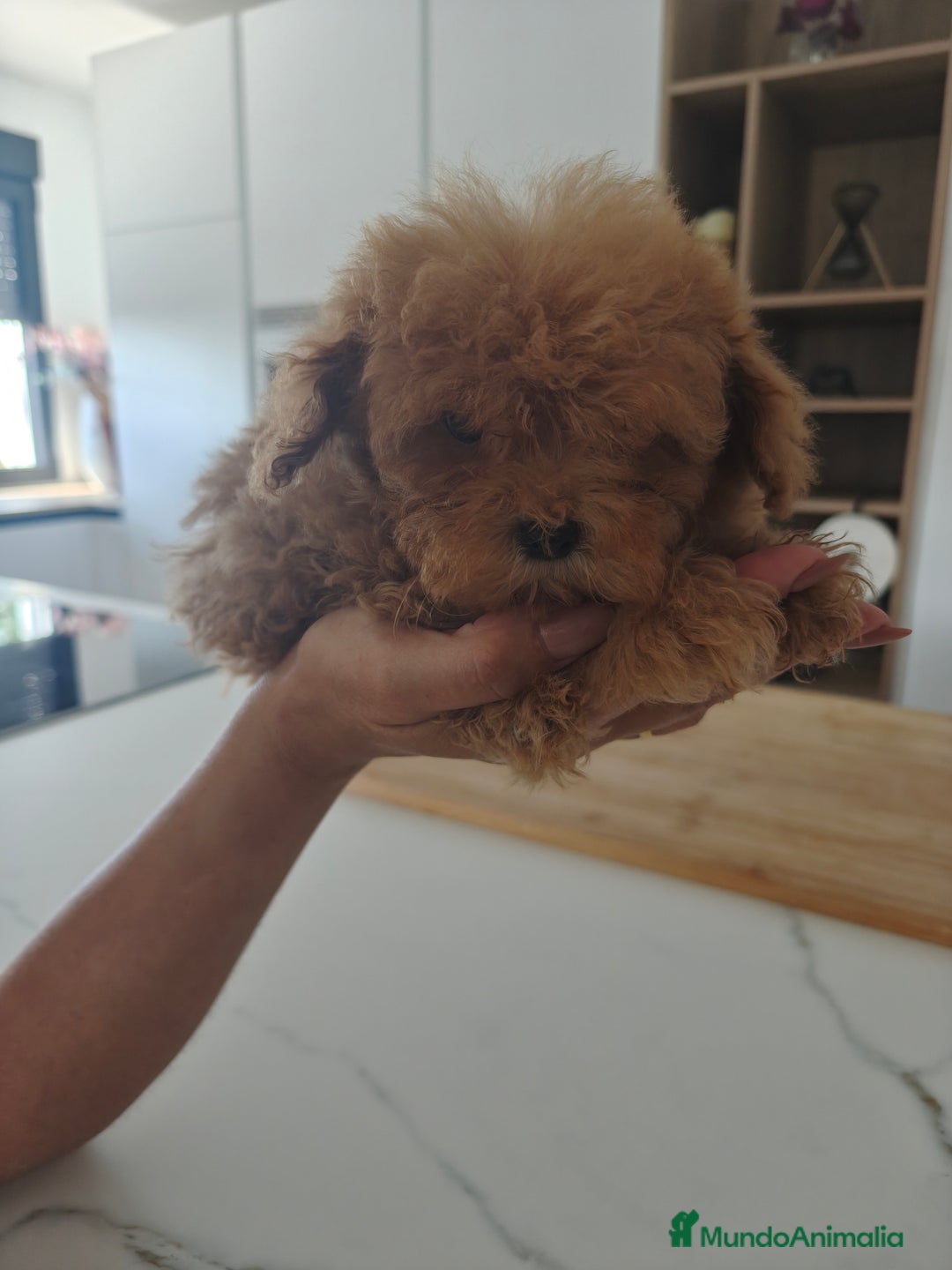 Caniche Toy perros en venta: Caniche Toy excelente  - Imagen 10