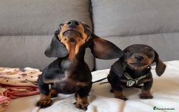 Teckel perros en venta: Teckel miniatura - Imagen 2