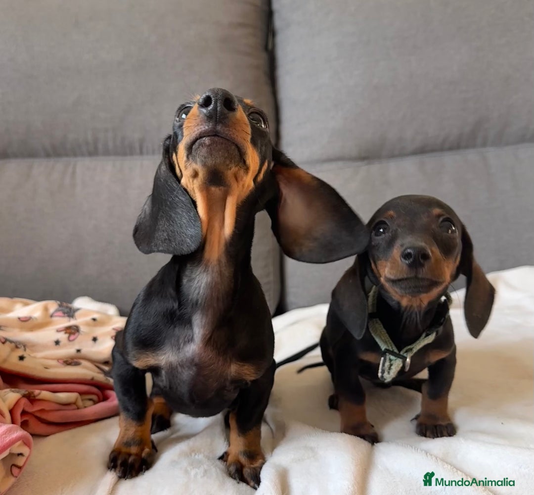 Teckel perros en venta: Teckel miniatura - Imagen 2