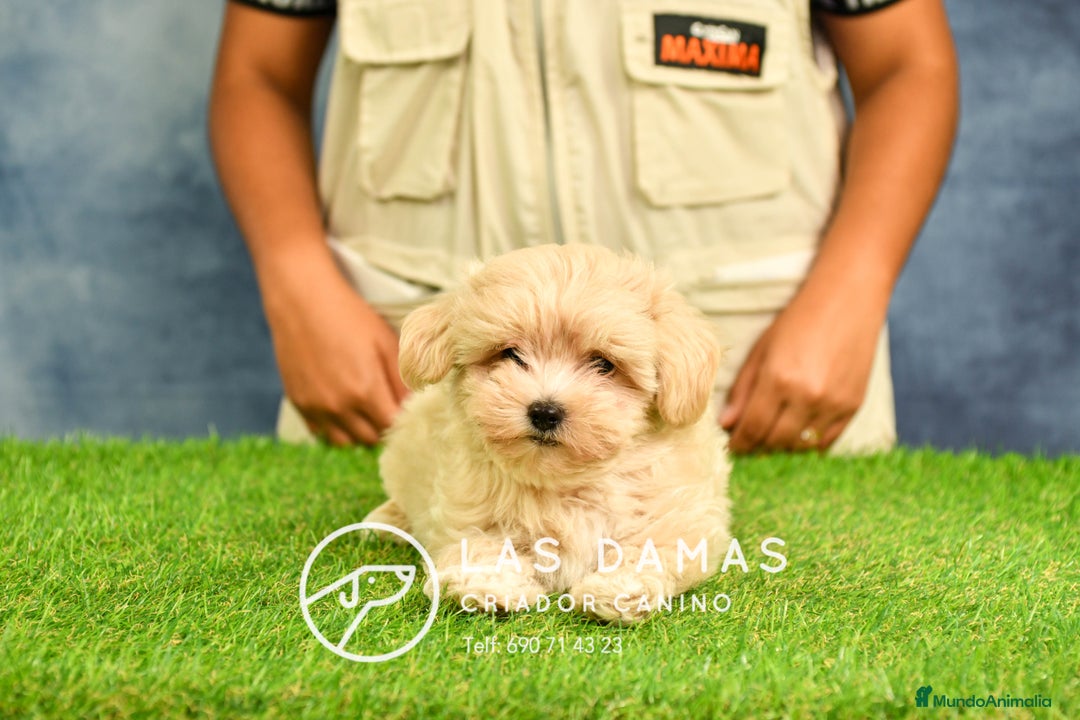 Maltipoo perros en venta: Cachorros de maltipoo disponibles.  - Imagen 5