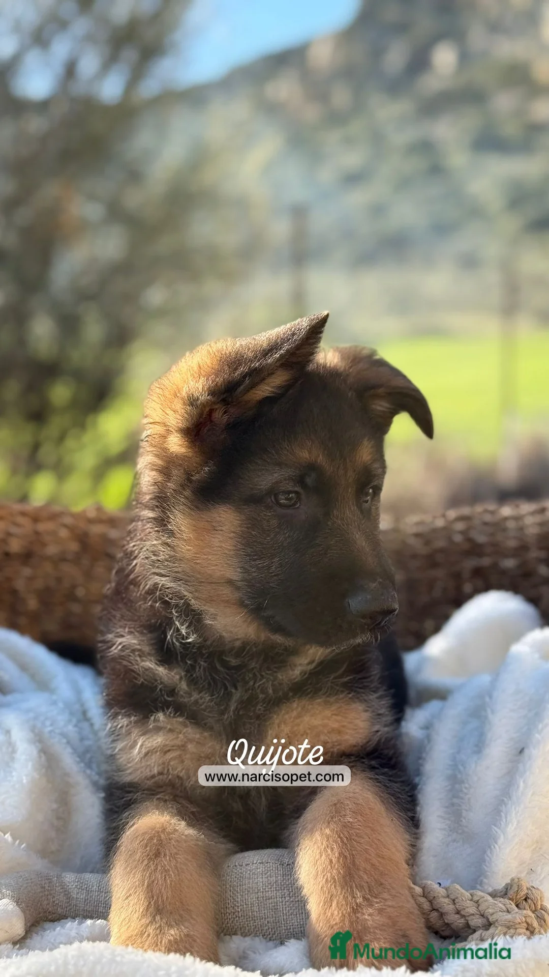 Pastor Alemán perros en venta: PASTOR ALEMAN MACHO - Anuncio 5