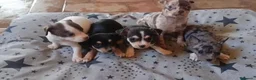 Chihuahua perros en venta: Camada de 🌟Chihuahua 🌟 - Anuncio 7