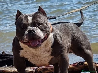 American Bully perros American Bully para monta en Alicante - Anuncio 1
