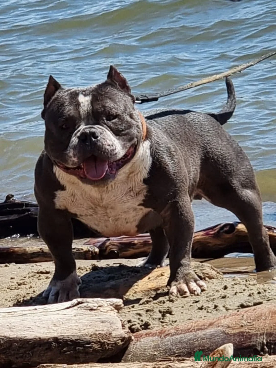 American Bully perros para monta: American Bully para monta en Alicante - Anuncio 1