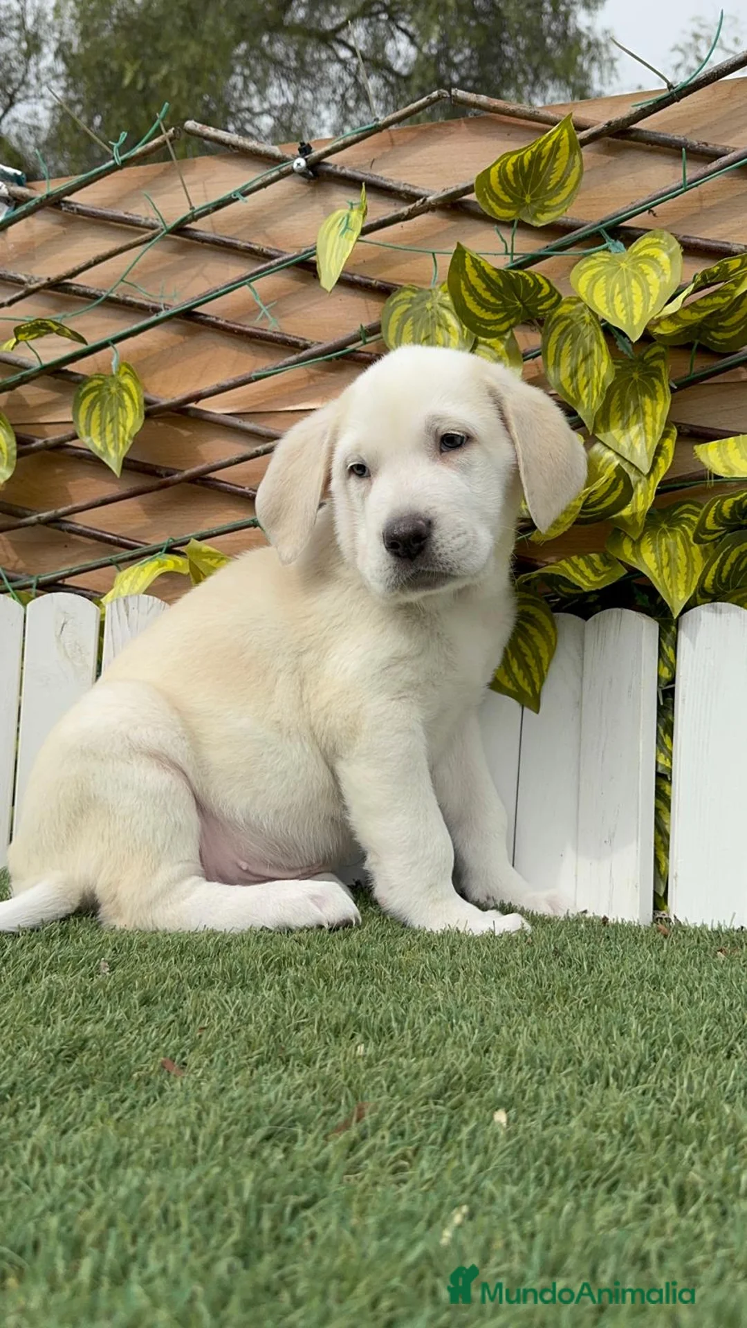 Mastín Español perros en venta: MASTIN MACHO - Anuncio 15