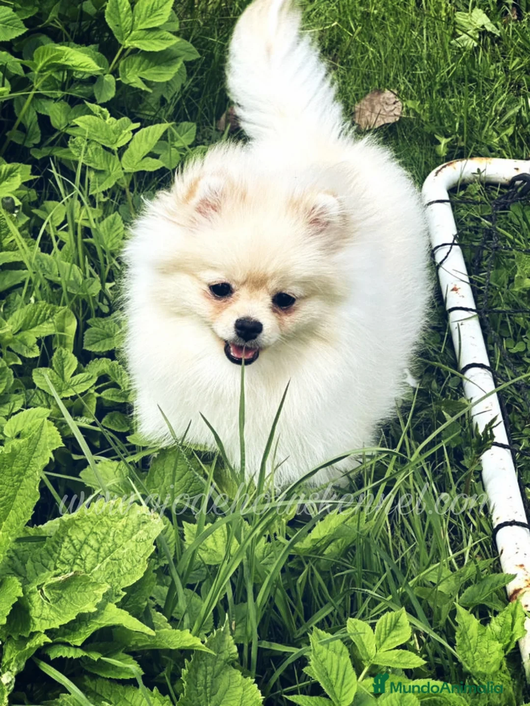 Pomerania perros en venta: Pomerania machos ositos  - Anuncio 1