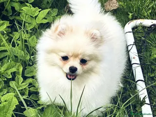 Pomerania perros Pomerania machos ositos - Anuncio 1