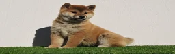 Shiba Inu perros en venta: Cachorros de Shiba Inu en Madrid - Anuncio 3