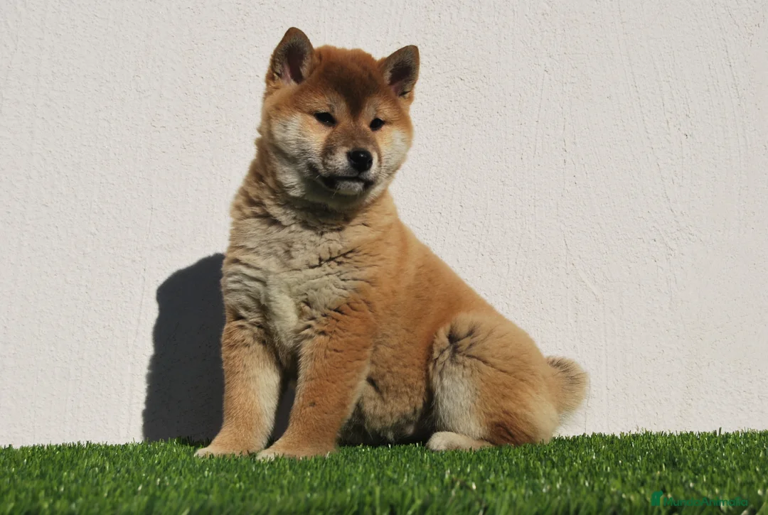 Shiba Inu perros en venta: Cachorros de Shiba Inu en Madrid - Anuncio 3