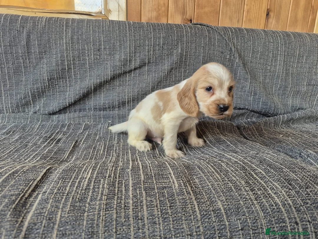 Cocker Spaniel Inglés perros en venta: Cocker Spaniel Inglés  - Anuncio 2