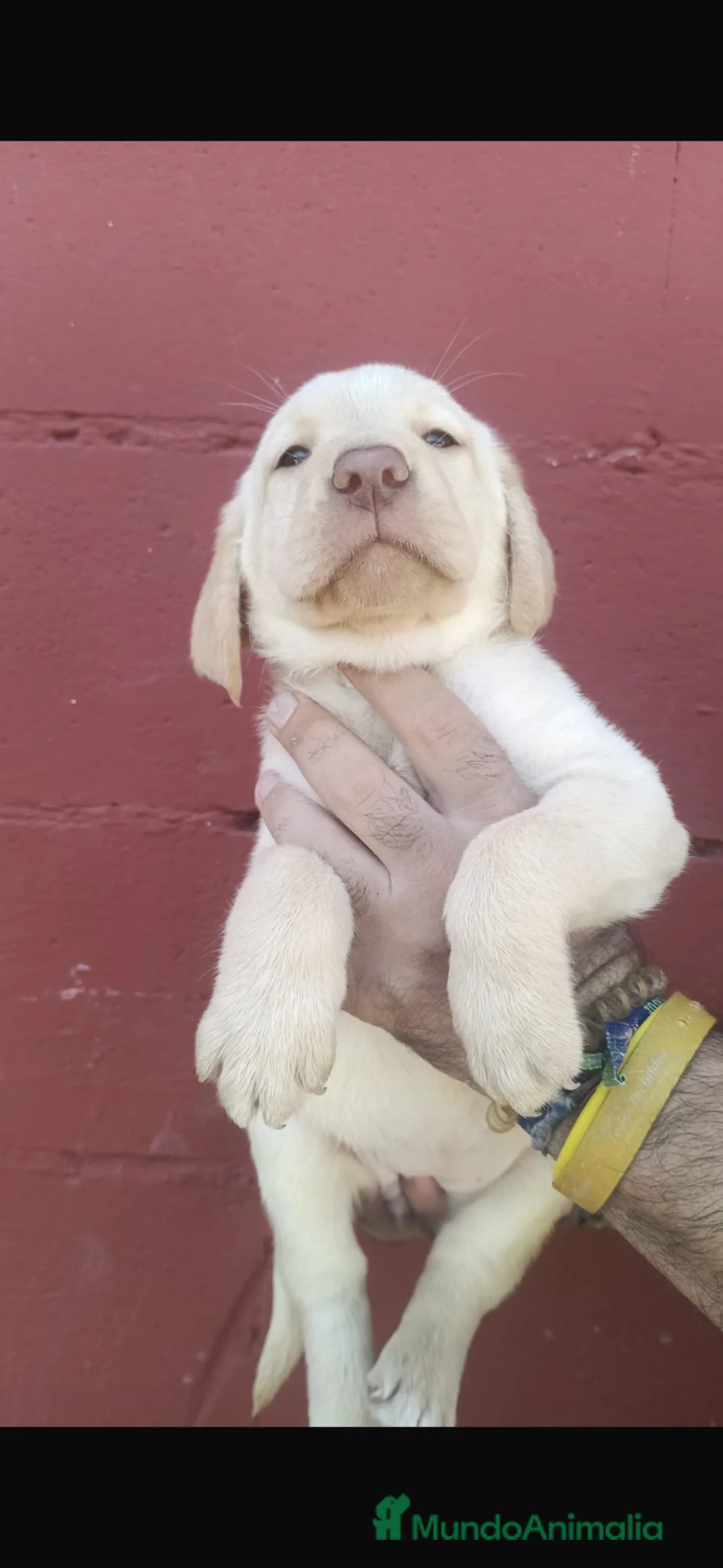 Labrador Retriever perros en venta: Labrador retriever dorado🐶🐾 en Cádiz - Anuncio 4