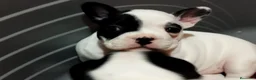 Bulldog Francés perros en venta: Cachorros Bulldog francés  - Anuncio 5
