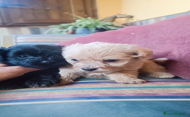 Caniche Toy perros en Mijas - Propaganda 1
