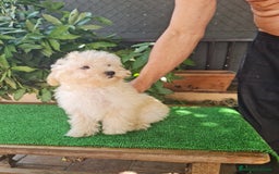 Maltipoo perros en venta: Maltipoo - Imagen 10