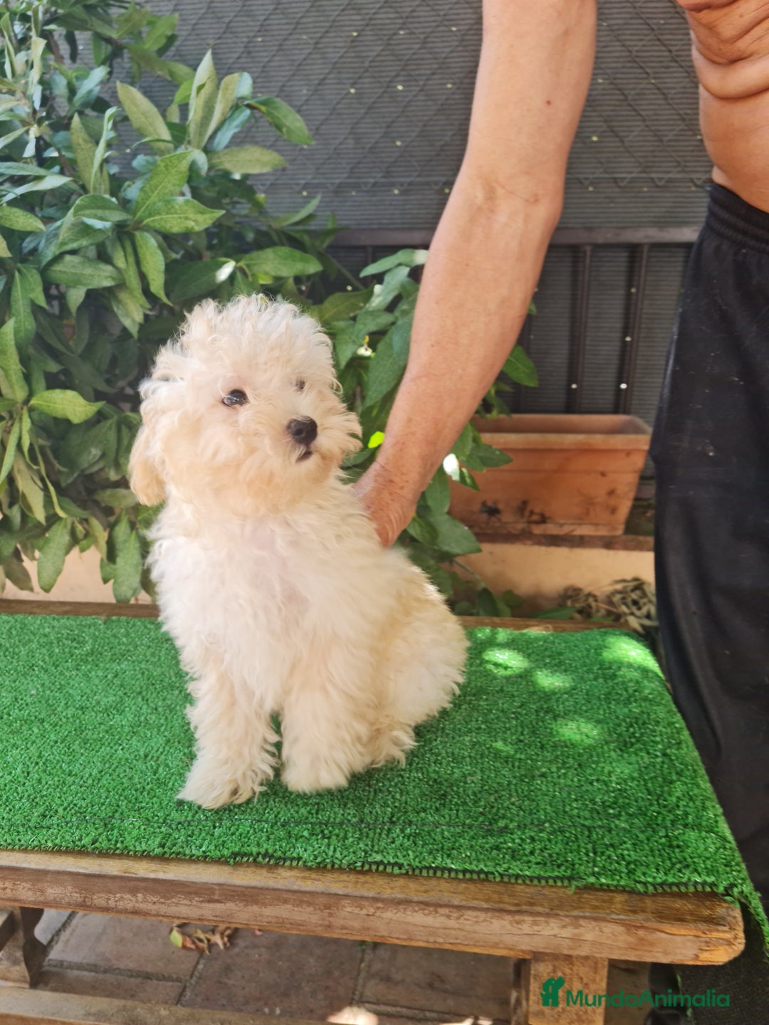 Maltipoo perros en venta: Maltipoo - Imagen 10