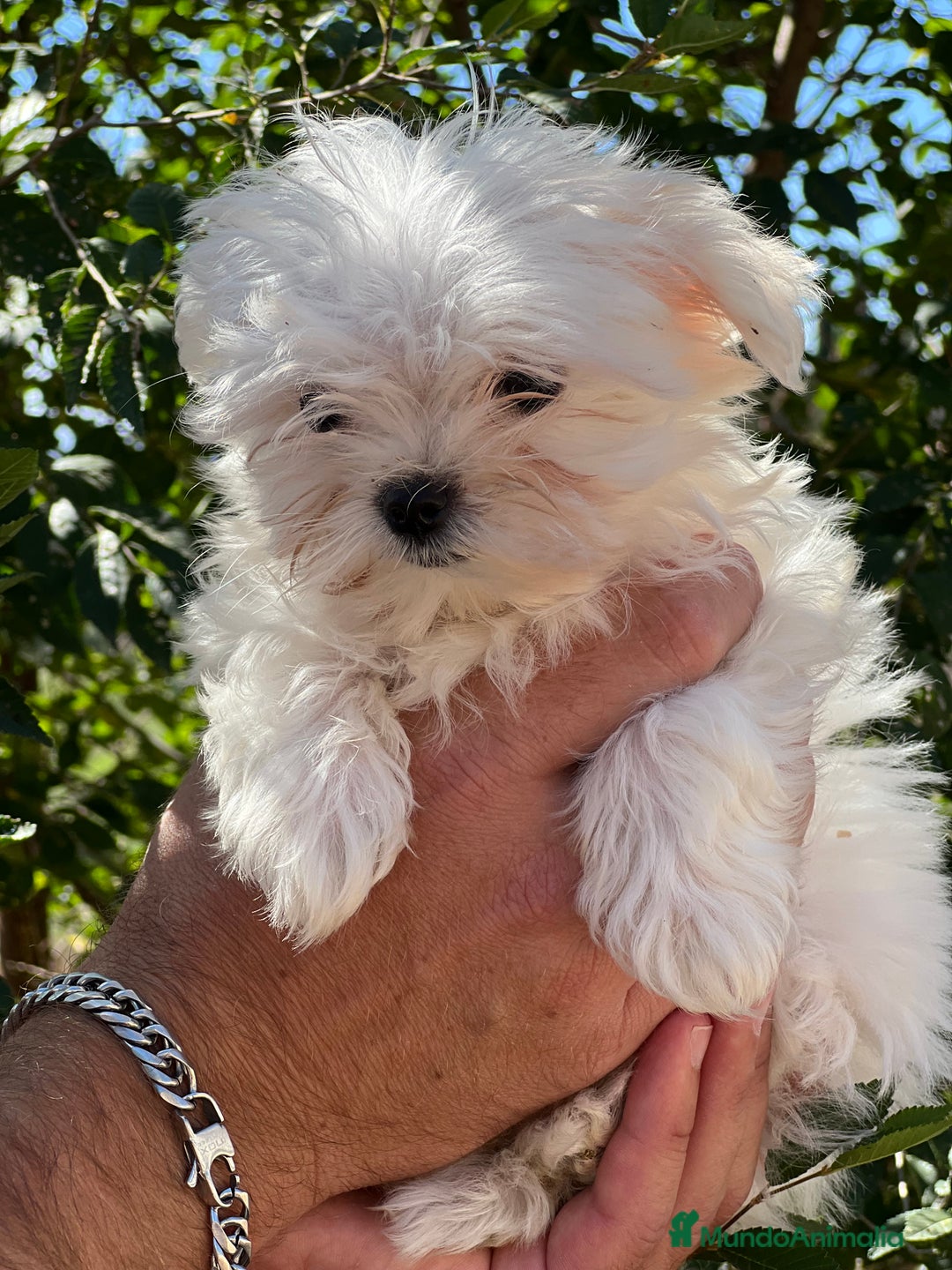 Bichón Maltés perros en venta: Bichon maltés coreana  - Imagen 4