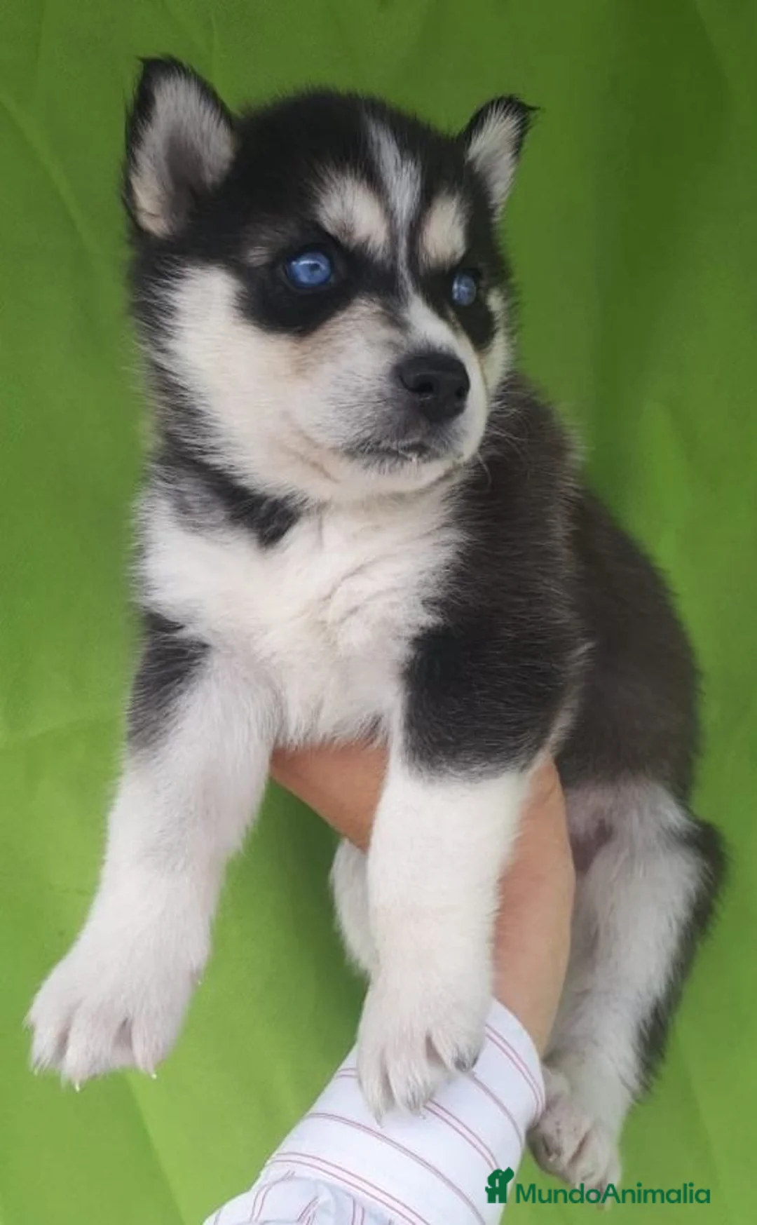 Husky Siberiano perros en venta: Preciosos husky puppies 🐺 - Anuncio 3