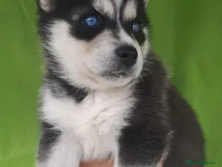 Husky Siberiano perros huskys ( TODA ESPAÑA ) - Anuncio 2