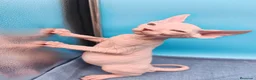 Sphynx gatos en venta: Preciosa camada ojos azules  - Anuncio 10