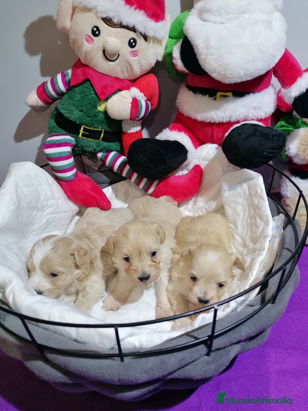 Maltipoo perros en venta: Maltipoo  - Anuncio 4