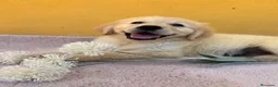 Labrador Retriever perros en venta: Cachorros de labrador - Anuncio 6
