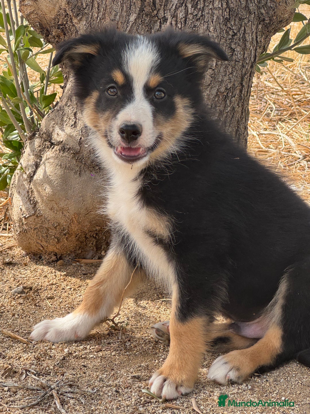 Border Collie perros en venta: BORDER COLLIE  - Anuncio 4